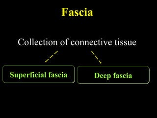 Fascia
Collection of connective tissueCollection of connective tissue
Deep fasciaDeep fasciaSuperficial fasciaSuperficial fascia
 