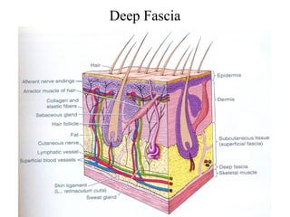 Deep Fascia
 
