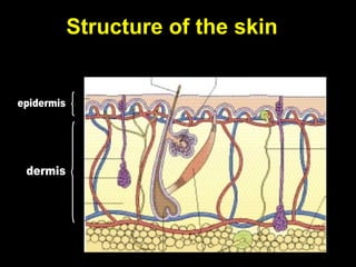 Structure of the skin
 