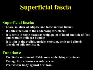 Superficial fascia
Superficial fascia:
• Loose, mixture of adipose and loose areolar tissues.
• It unites the skin to the underlying structures.
• It is dense in some places as scalp, palm of hand and sole of foot
and contains collagen bundles
• It is thin in the eyelids, auricle, scrotum, penis and clitoris
(devoid of adipose tissue).
Functions:
• Facilitates movement of skin over underlying structures.
• Passage for cutaneous vessels, nerves…
• Protects the body against heat loss.
 