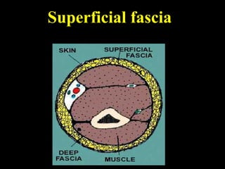 Superficial fascia
 