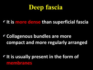 It isIt is more densemore dense than superficial fasciathan superficial fascia
Collagenous bundles are moreCollagenous bundles are more
compact and more regularly arrangedcompact and more regularly arranged
It is usually present in the form ofIt is usually present in the form of
membranesmembranes
Deep fascia
 