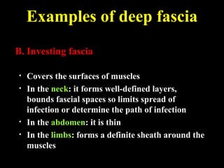 B. Investing fascia
• Covers the surfaces of musclesCovers the surfaces of muscles
• In theIn the neckneck: it forms well-defined layers,: it forms well-defined layers,
bounds fascial spaces so limits spread ofbounds fascial spaces so limits spread of
infection or determine the path of infectioninfection or determine the path of infection
• In theIn the abdomenabdomen: it is thin: it is thin
• In theIn the limbslimbs: forms a definite sheath around the: forms a definite sheath around the
musclesmuscles
Examples of deep fascia
 