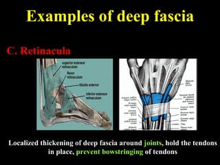 Localized thickening of deep fascia around joints, hold the tendons
in place, prevent bowstringing of tendons
Examples of deep fascia
C. Retinacula
 