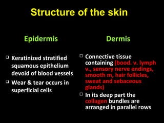 Structure of the skin
EpidermisEpidermis
 Keratinized stratifiedKeratinized stratified
squamous epitheliumsquamous epithelium
devoid of blood vesselsdevoid of blood vessels
 Wear & tear occurs inWear & tear occurs in
superficial cellssuperficial cells
DermisDermis
 Connective tissueConnective tissue
containingcontaining (bood. v. lymph(bood. v. lymph
v., sensory nerve endings,v., sensory nerve endings,
smooth m, hair follicles,smooth m, hair follicles,
sweat and sebaceoussweat and sebaceous
glands)glands)
 In its deep part theIn its deep part the
collagencollagen bundles arebundles are
arranged in parallel rowsarranged in parallel rows
 
