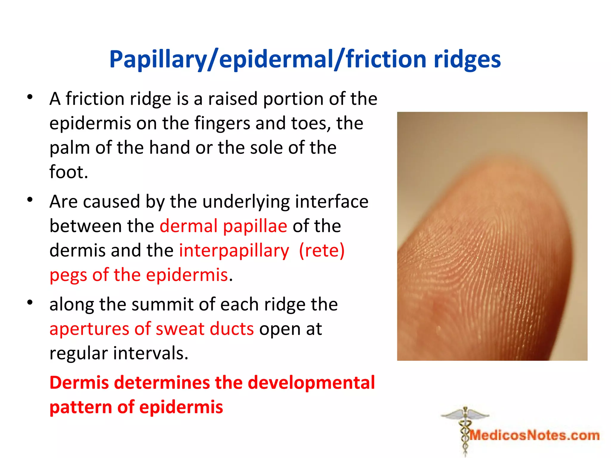 Toe Friction Ridge Skin and fascial medicos notes.com