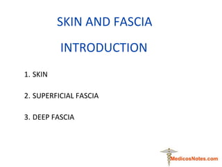 INTRODUCTION
1. SKIN
2. SUPERFICIAL FASCIA
3. DEEP FASCIA
SKIN AND FASCIA
 