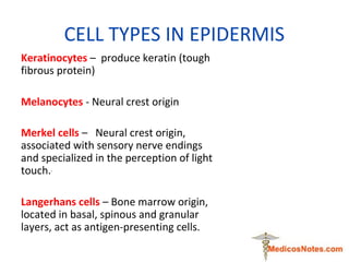 CELL TYPES IN EPIDERMIS
Keratinocytes – produce keratin (tough
fibrous protein)
Melanocytes - Neural crest origin
Merkel c...