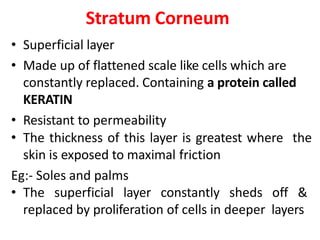 Stratum Corneum
• Superficial layer
• Made up of flattened scale like cells which are
constantly replaced. Containing a protein called
KERATIN
• Resistant to permeability
• The thickness of this layer is greatest where the
skin is exposed to maximal friction
Eg:- Soles and palms
• The superficial layer constantly sheds off &
replaced by proliferation of cells in deeper layers
 