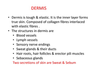 • Dermis is tough & elastic. It is the inner layer forms
true skin. Composed of collagen fibres interlaced
with elastic fibres .
• The structures in dermis are
• Blood vessels
• Lymph vessels
• Sensory nerve endings
• Sweat glands & their ducts
• Hair roots, hair follicles & erector pili muscles
• Sebaceous glands
Two secretions of skin are Sweat & Sebum
DERMIS
 