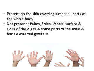 • Present on the skin covering almost all parts of
the whole body.
• Not present : Palms, Soles, Ventral surface &
sides of the digits & some parts of the male &
female external genitalia
 