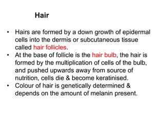Hair
• Hairs are formed by a down growth of epidermal
cells into the dermis or subcutaneous tissue
called hair follicles.
• At the base of follicle is the hair bulb, the hair is
formed by the multiplication of cells of the bulb,
and pushed upwards away from source of
nutrition, cells die & become keratinised.
• Colour of hair is genetically determined &
depends on the amount of melanin present.
 