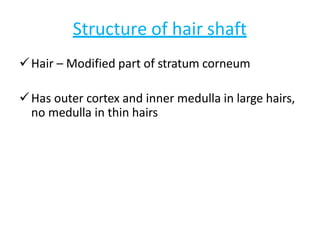Structure of hair shaft
Hair – Modified part of stratum corneum
Has outer cortex and inner medulla in large hairs,
no medulla in thin hairs
 