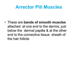Arrector Pili Muscles
• These are bands of smooth muscles
attached at one end to the dermis, just
below the dermal papilla & at the other
end to the connective tissue sheath of
the hair follicle
 