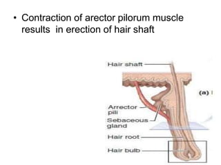 • Contraction of arector pilorum muscle
results in erection of hair shaft
 