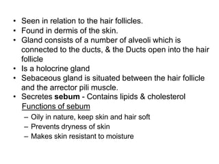 • Seen in relation to the hair follicles.
• Found in dermis of the skin.
• Gland consists of a number of alveoli which is
connected to the ducts, & the Ducts open into the hair
follicle
• Is a holocrine gland
• Sebaceous gland is situated between the hair follicle
and the arrector pili muscle.
• Secretes sebum - Contains lipids & cholesterol
Functions of sebum
– Oily in nature, keep skin and hair soft
– Prevents dryness of skin
– Makes skin resistant to moisture
 