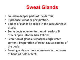 Sweat Glands
• Found in deeper parts of the dermis.
• It produce sweat or perspiration.
• Bodies of glands lie coiled in the subcutaneous
tissue.
• Some ducts open on to the skin surface &
others open into the hair follicles.
• Secretion of glands (sweat) has high water
content. Evaporation of sweat causes cooling of
the body.
• Sweat glands are more numerous in the palms
of hands & sole of feet.
 