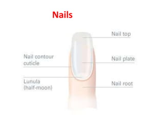 Nails
 