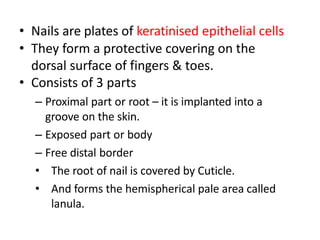 • Nails are plates of keratinised epithelial cells
• They form a protective covering on the
dorsal surface of fingers & toes.
• Consists of 3 parts
– Proximal part or root – it is implanted into a
groove on the skin.
– Exposed part or body
– Free distal border
• The root of nail is covered by Cuticle.
• And forms the hemispherical pale area called
lanula.
 