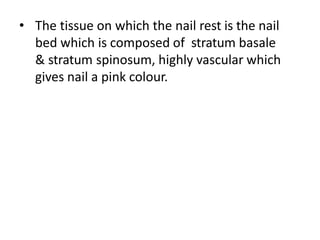 • The tissue on which the nail rest is the nail
bed which is composed of stratum basale
& stratum spinosum, highly vascular which
gives nail a pink colour.
 