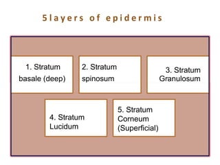 5 l a y e r s o f e p i d e r m i s
1. Stratum
basale (deep)
2. Stratum
spinosum
(Malpighian
layer)
3. Stratum
Granulosum
m
4. Stratum
Lucidum
5. Stratum
Corneum
(Superficial)
 