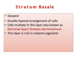 S t r a t u m Basale
• Deepest
• Double layered arrangement of cells
• Cells multiply in this layer also known as
Germinal layer/ Stratum Germinativum
• This layer is rich in melanin pigments
 