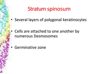 Stratum spinosum
• Several layers of polygonal keratinocytes
• Cells are attached to one another by
numerous Desmosomes
• Germinative zone
 