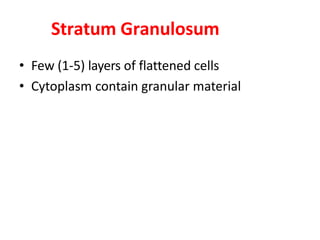 Stratum Granulosum
• Few (1-5) layers of flattened cells
• Cytoplasm contain granular material
 