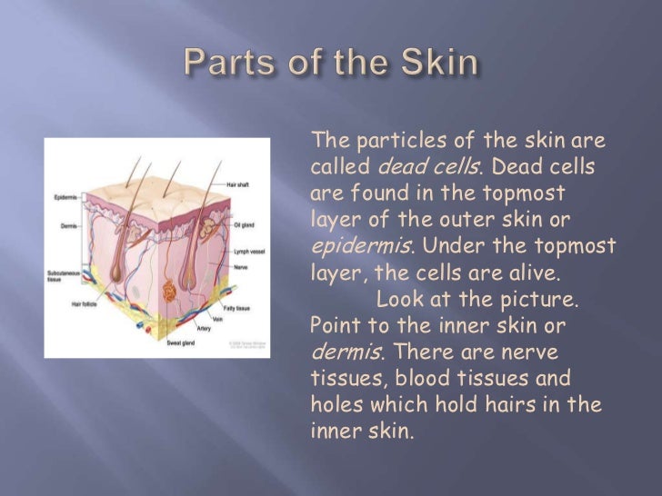 Skin And Its Function