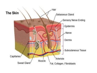 Skin and skin diseases