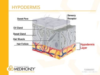 Skin and Wound Pathophysiology treatment | PPT