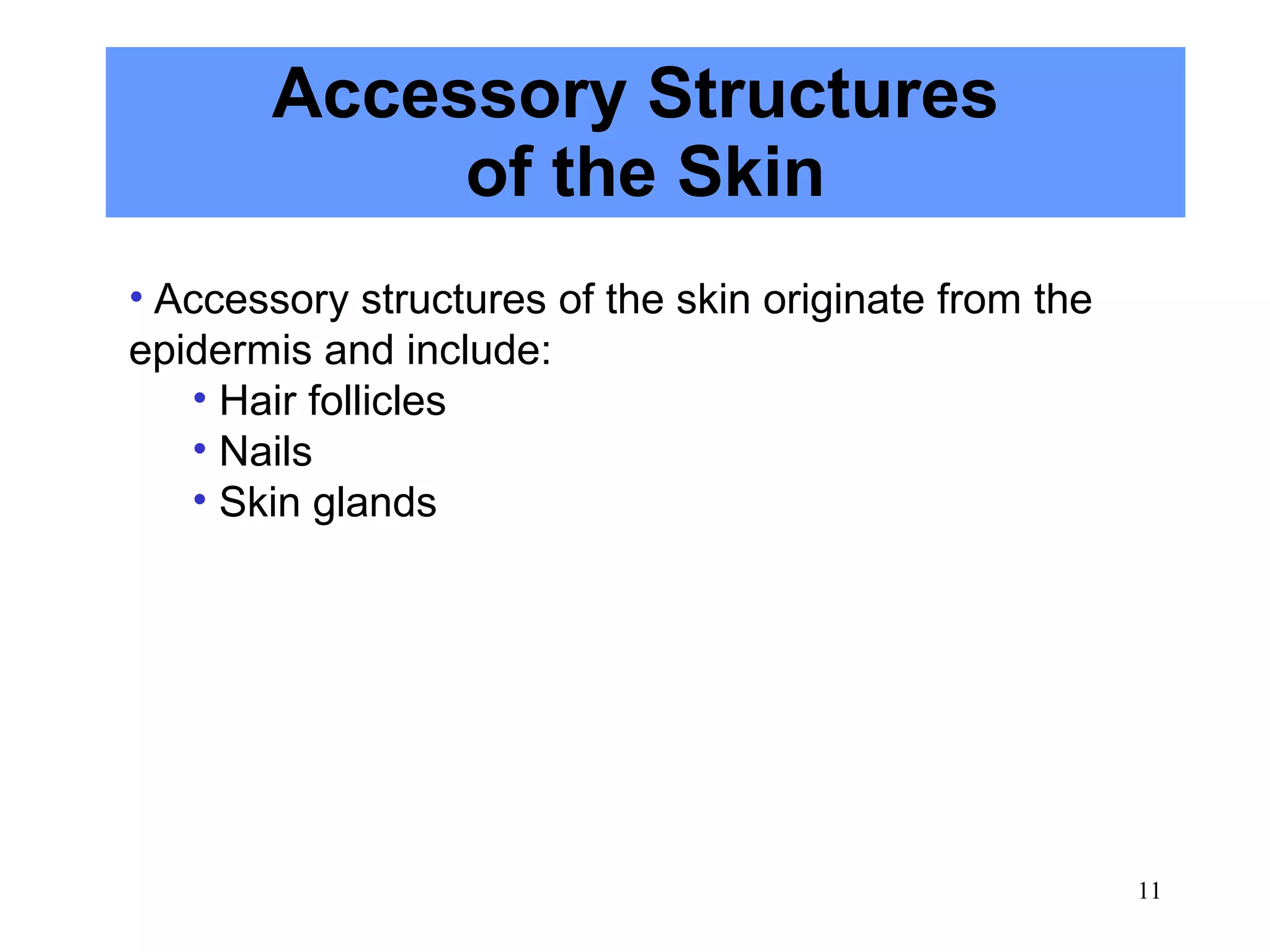 Accessory Structures
            of the Skin
• Accessory structures of the skin originate from the
epidermis and include:
   • Hair follicles
   • Nails
   • Skin glands




                                                        11
 