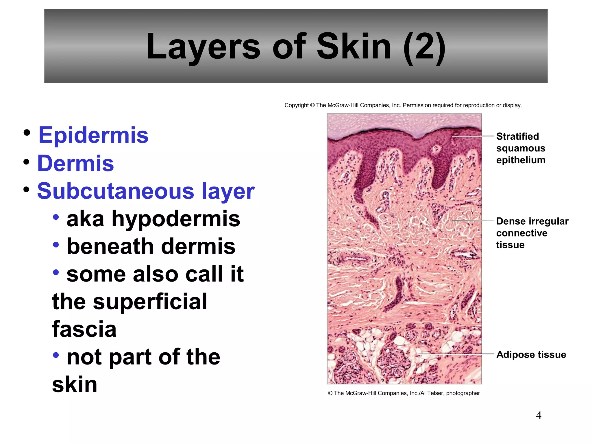 Layers of Skin (2)
                         Copyright © The McGraw-Hill Companies, Inc. Permission required for reproduction or display.




• Epidermis                                                                                                Stratified
                                                                                                           squamous
• Dermis                                                                                                   epithelium


• Subcutaneous layer
   • aka hypodermis                                                                                       Dense irregular
                                                                                                          connective
   • beneath dermis                                                                                       tissue


   • some also call it
   the superficial
   fascia
   • not part of the                                                                                       Adipose tissue


   skin                                  © The McGraw-Hill Companies, Inc./Al Telser, photographer



                                                                                                                        4
 