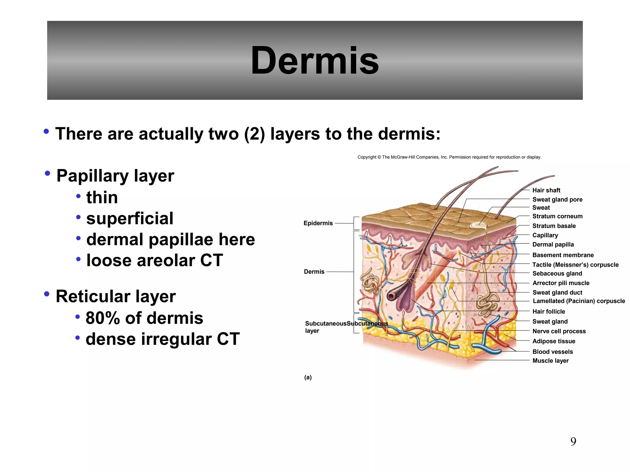 Dermis
• There are actually two (2) layers to the dermis:
                                               Copyright © The McGraw-Hill Companies, Inc. Permission required for reproduction or display.



• Papillary layer
    • thin
                                                                                                                                      Hair shaft
                                                                                                                                      Sweat gland pore
                                                                                                                                      Sweat

    • superficial               Epidermis
                                                                                                                                      Stratum corneum
                                                                                                                                      Stratum basale

    • dermal papillae here                                                                                                            Capillary
                                                                                                                                      Dermal papilla


    • loose areolar CT          Dermis
                                                                                                                                      Basement membrane
                                                                                                                                      Tactile (Meissner’s) corpuscle
                                                                                                                                      Sebaceous gland
                                                                                                                                      Arrector pili muscle

• Reticular layer                                                                                                                     Sweat gland duct
                                                                                                                                      Lamellated (Pacinian) corpuscle


    • 80% of dermis
                                                                                                                                      Hair follicle
                                SubcutaneousSubcutaneous                                                                              Sweat gland
                                layer                                                                                                 Nerve cell process
    • dense irregular CT                                                                                                              Adipose tissue
                                                                                                                                      Blood vessels
                                                                                                                                      Muscle layer

                                (a)




                                                                                                                                                      9
 