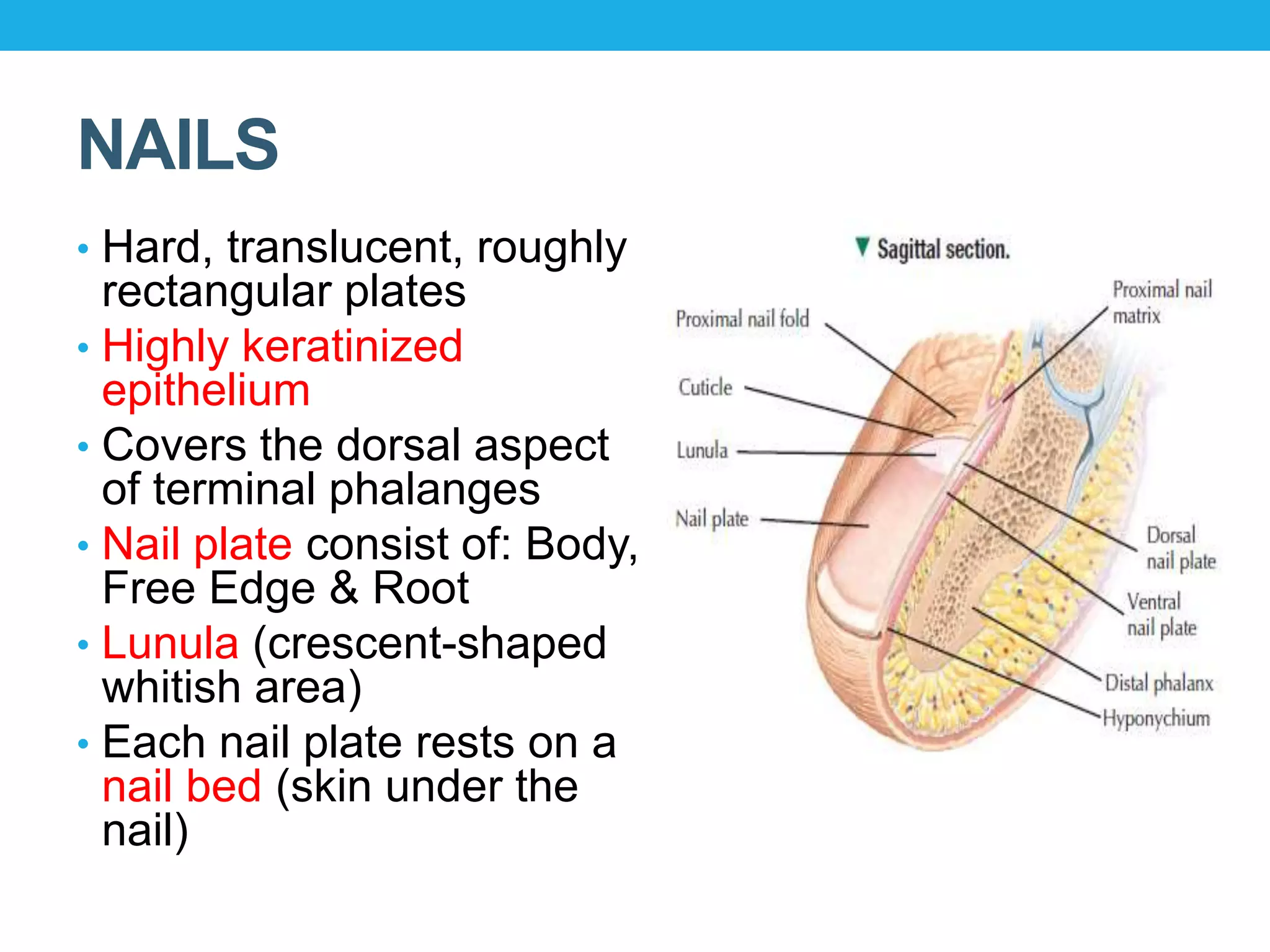 Skin appendages | PPTX