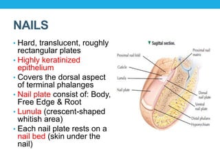NAILS
• Hard, translucent, roughly
rectangular plates
• Highly keratinized
epithelium
• Covers the dorsal aspect
of terminal phalanges
• Nail plate consist of: Body,
Free Edge & Root
• Lunula (crescent-shaped
whitish area)
• Each nail plate rests on a
nail bed (skin under the
nail)
 