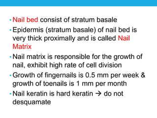 • Nail bed consist of stratum basale
• Epidermis (stratum basale) of nail bed is
very thick proximally and is called Nail
Matrix
• Nail matrix is responsible for the growth of
nail, exhibit high rate of cell division
• Growth of fingernails is 0.5 mm per week &
growth of toenails is 1 mm per month
• Nail keratin is hard keratin  do not
desquamate
 