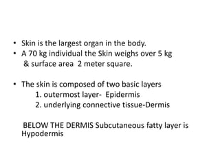 Skin basic structure | PPTX