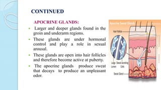 Anatomy and physiology of skin .pptx