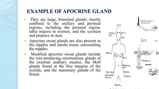 Anatomy and physiology of skin .pptx