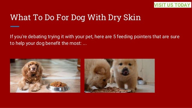 What To Do For Dog With Dry Skin
If you're debating trying it with your pet, here are 5 feeding pointers that are sure
to help your dog benefit the most: ...
VISIT US TODAY
 