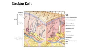 Skin & Chemical Peeling.pptx | Skin and Dermatology | Diseases and