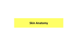 Skin Anatomy
 