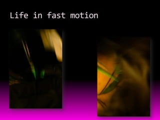Life in fast motion