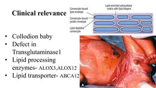 Clinical relevance
• Collodion baby
• Defect in
Transglutaminase1
• Lipid processing
enzymes- ALOX3,ALOX12
• Lipid transporter- ABCA12
 