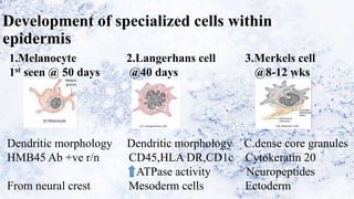 Development of specialized cells within
epidermis
1.Melanocyte 2.Langerhans cell 3.Merkels cell
1st seen @ 50 days @40 days @8-12 wks
Dendritic morphology Dendritic morphology C.dense core granules
HMB45 Ab +ve r/n CD45,HLA DR,CD1c Cytokeratin 20
ATPase activity Neuropeptides
From neural crest Mesoderm cells Ectoderm
 