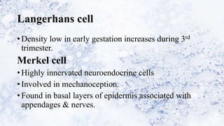 Langerhans cell
• Density low in early gestation increases during 3rd
trimester.
Merkel cell
• Highly innervated neuroendocrine cells
• Involved in mechanoception.
• Found in basal layers of epidermis associated with
appendages & nerves.
 