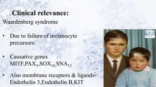 Clinical relevance:
Waardenberg syndrome
• Due to failure of melanocyte
precursors.
• Causative genes
MITF,PAX3,SOX10,SNA12
• Also membrane receptors & ligands-
Endothelin 3,Endothelin B,KIT
 