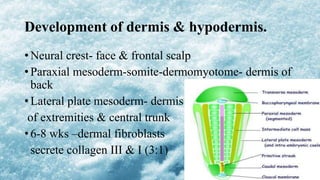 Development of dermis & hypodermis.
• Neural crest- face & frontal scalp
• Paraxial mesoderm-somite-dermomyotome- dermis of
back
• Lateral plate mesoderm- dermis
of extremities & central trunk
• 6-8 wks –dermal fibroblasts
secrete collagen III & I (3:1)
 