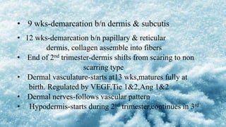 • 9 wks-demarcation b/n dermis & subcutis
• 12 wks-demarcation b/n papillary & reticular
dermis, collagen assemble into fibers
• End of 2nd trimester-dermis shifts from scaring to non
scarring type
• Dermal vasculature-starts at13 wks,matures fully at
birth. Regulated by VEGF,Tie 1&2,Ang 1&2
• Dermal nerves-follows vascular pattern
• Hypodermis-starts during 2nd trimester,continues in 3rd
 